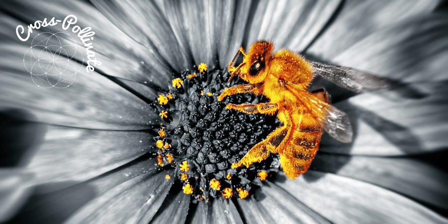 Cross Pollination New Ways Open New Doors