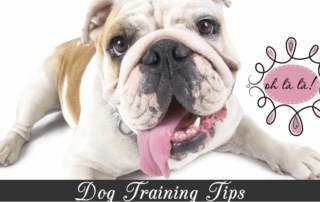 Top Dog Training Tips from Cesar Millan