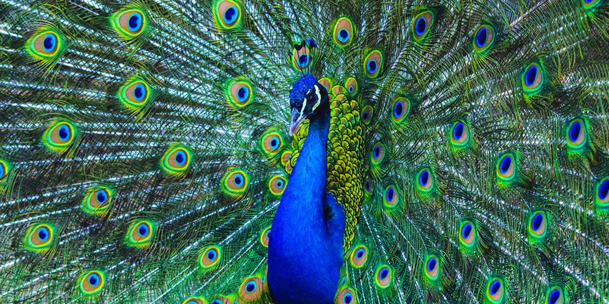 The peacock represents wisdom, integrity and spiritual guidance.