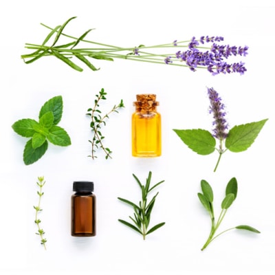 Free Essential Oils Classes Online with Medicinal Plant Pioneer David Crow Will Expertly Guide You
