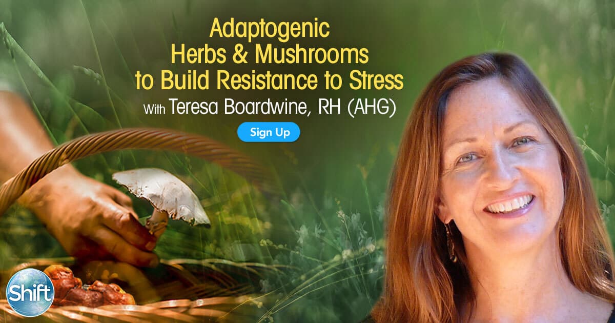 Adaptogenic Herbs & Mushrooms to Build Resistance to Stress with Teresa Boardwine (August – September 2020) 