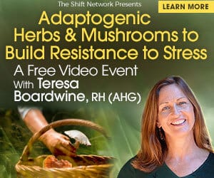 Discover how to heal your adrenal exhaustion with adaptogenic herbs & mushrooms