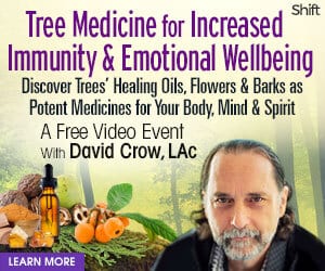 Discover how to incorporate the healing medicine of trees into your daily health regimen