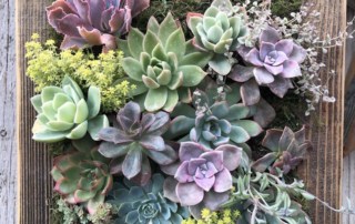 Wall Decor- Succulent Garden Arrangement Nuture Your Inner Garden