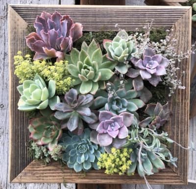 Wall Decor- Succulent Garden Arrangement Nuture Your Inner Garden