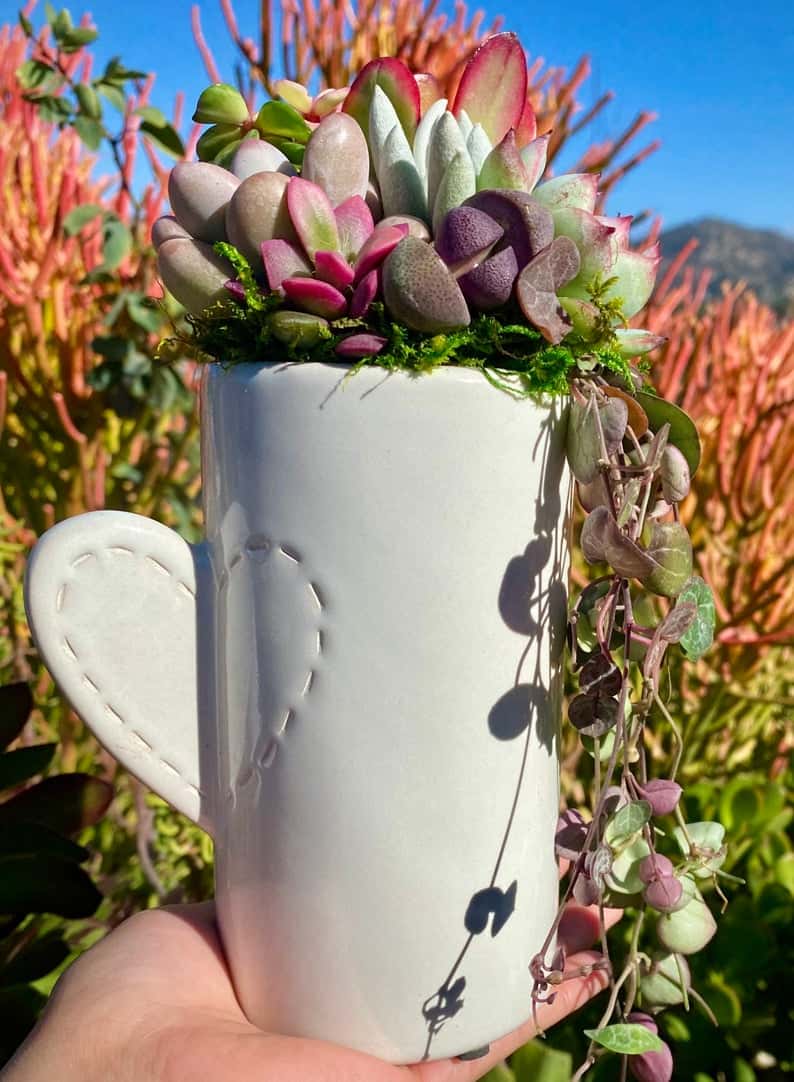 Heart Vase LIVE Succulent Arrangement Valentine’s Gift- Friendship Gift-Appreciation Gift- Thank you Gift