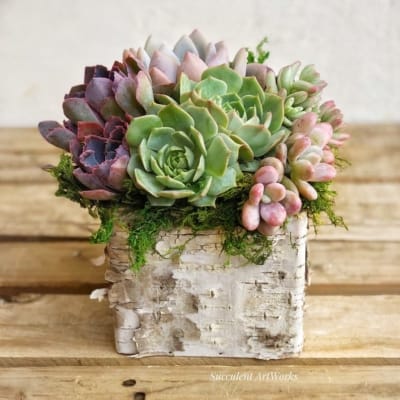Succulents in a Birch Trimmed Planter, Table Decor, Corporate Gift, Tabletop Decor, Client Gift, Succulent Gift