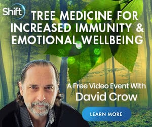 Discover tree medicine remedies to boost your immune system and wellbeing