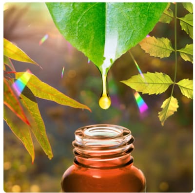 Discover how to use the oils, barks, and powders of trees for physical healing