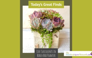 Great Finds-Live Succulents in Birch Box Planter