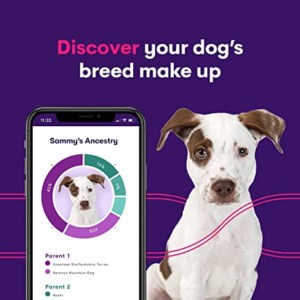 Discover Orivet Genopet Dog DNA Test | Dog Breed Test Kit