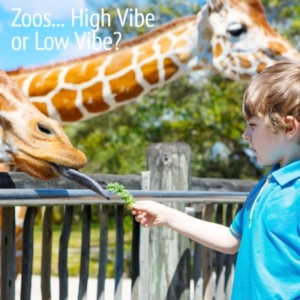 High Vibe Places to visit_ What is the consciousness calibration of a zoo-1 (1)