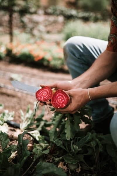 Get firmly rooted to earth and eat root vegetables like beets!