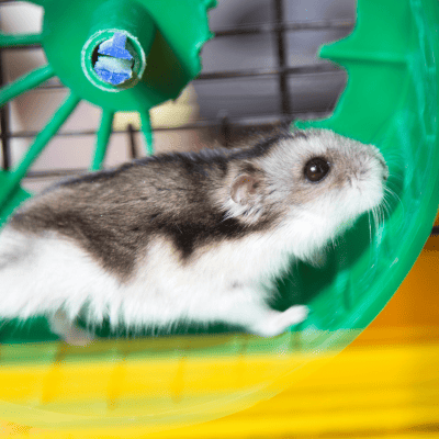 Overcoming the hamster wheel and endless mentalizations of the mind